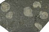Fossil Ammonite Cluster - Posidonia Shale, Germany #368171-1